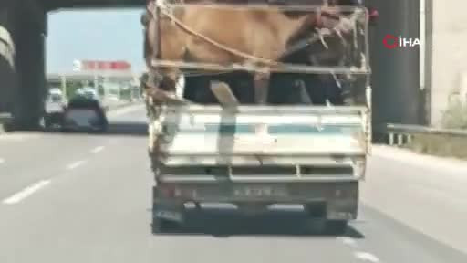 Bursa'da kamyonetin kasasına yüklediği 5 at ile trafiğe çıktı!