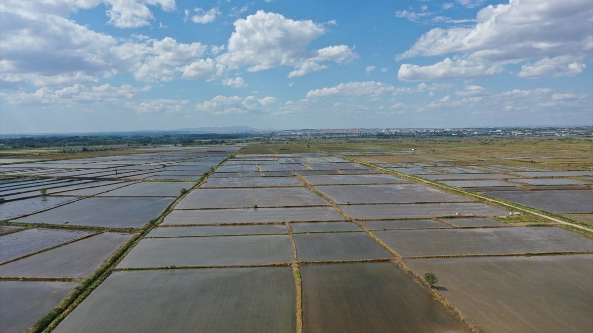 Edirne, Türkiye’de çeltik ekiminde birinci sırada