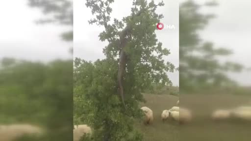 Elazığ'da dev yılan paniği!