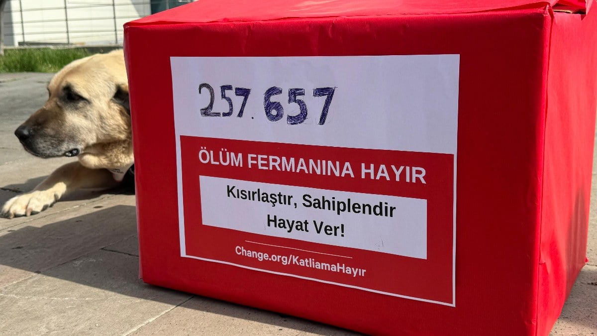 Hayvanseverlerden sokak köpekleri için bakanlığa 257 bin imza