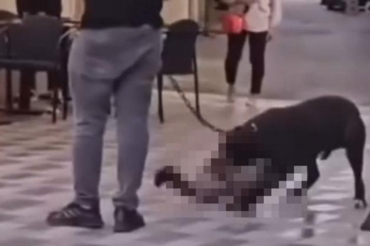 İzmir’de yasaklı ırk köpek, kediyi nefessiz bıraktı!