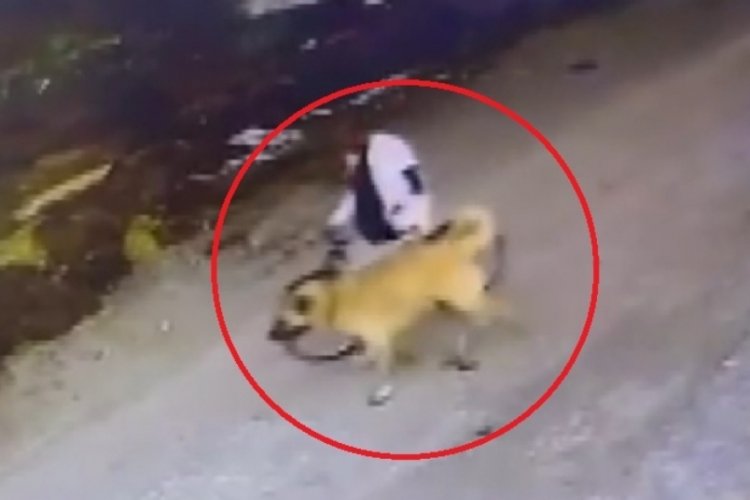 Sivas’ta çiftliğin bahçesindeki 2 yaşındaki Kangal köpeğini çaldı!