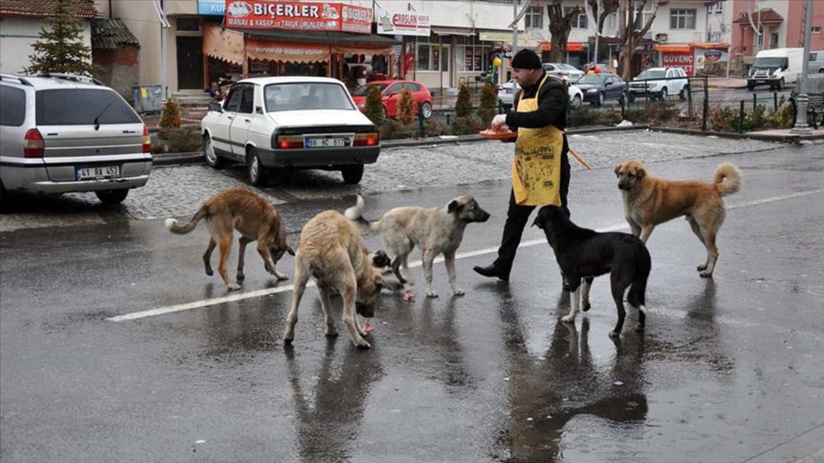 Türkiye sokak köpekleri hücumlarına sahne olurken Avrupa’daki durum