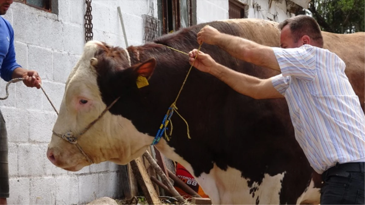 1 Ton 800 Kilogramlık Boğa Rekor Fiyata Alıcısını Bekliyor