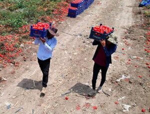 100 Bin Ton Rekolte Bekleniyor: Domatesler Yandı, Fiyatlar Düştü