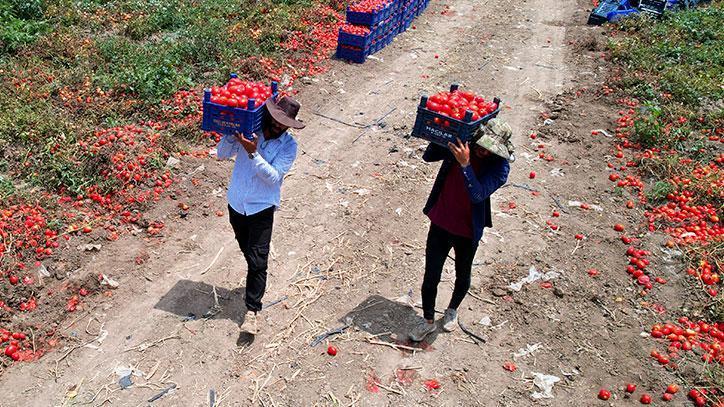 100 Bin Ton Rekolte Bekleniyor: Domatesler Yandı, Fiyatlar Düştü