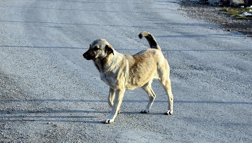 2 Yılda 107 Kişi Köpek Hücumları Nedeniyle Hayatını Kaybetti