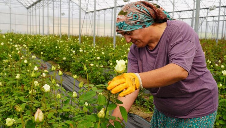 3 Çocuk Annesi, Yılda 1,5 Milyon Gül Üretiyor