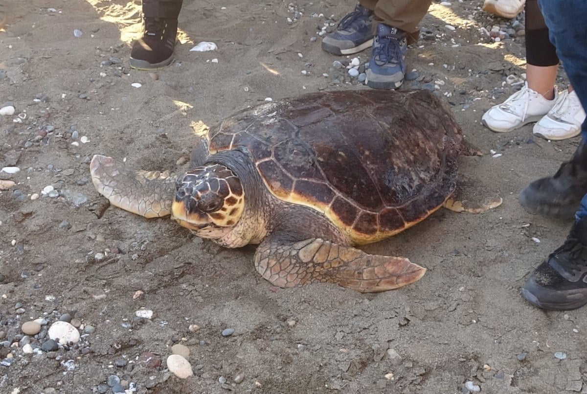 50 yasindaki caretta caretta 2 yil sonra denizle bulustu 1 S8mD7K7K