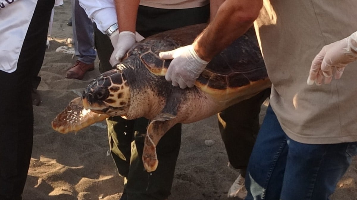 50 Yaşındaki Caretta Caretta 2 Yıl Sonra Denizle Buluştu