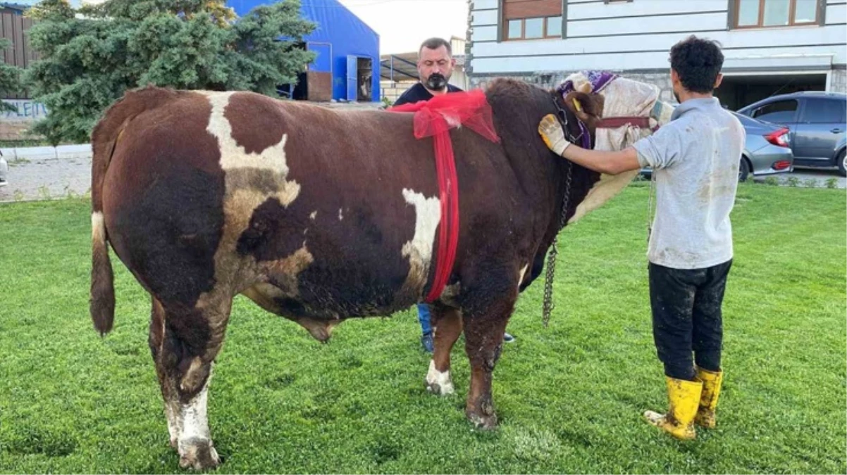 960 Kilogramlık “Şampiyon” İsimli Boğa 230 Bin Liradan Satışa Çıktı