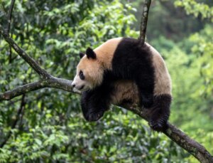 ABD’ye Giriş Yapan İlk Panda Çifti San Diego Hayvanat Bahçesi’ne Gidiyor