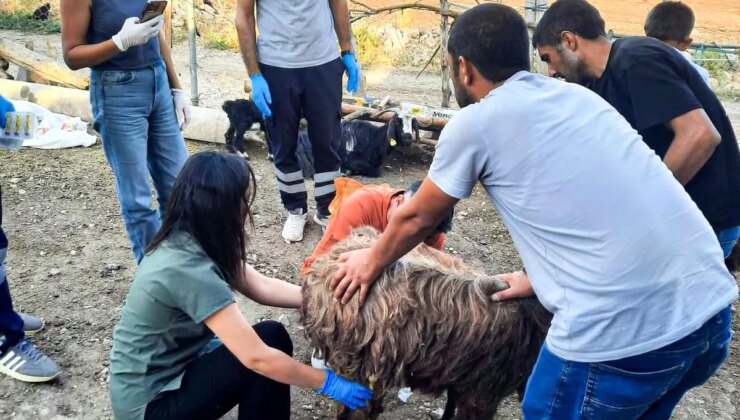 Adıyaman Belediyesi Mardin ve Diyarbakır’daki Yangın Bölgesine İtfaiye ve Veteriner Desteği Verdi