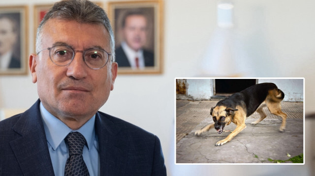 Ak Partili Güler’den Başıboş Sokak Köpekleri Düzenlemesine İlişkin Açıklama: Uyutulmaya Veteriner Doktorlarla Karar Verilecek