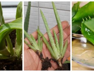 Aloe Vera Jeli’nin Saç ve Cilt Üzerindeki Faydaları – Kullanımı