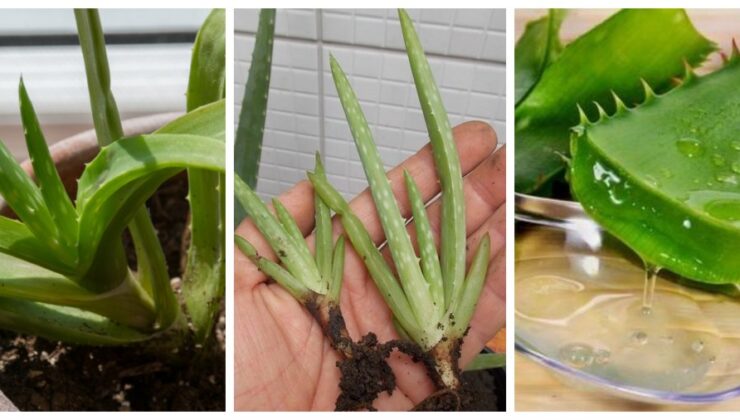 Aloe Vera Jeli’nin Saç ve Cilt Üzerindeki Faydaları – Kullanımı