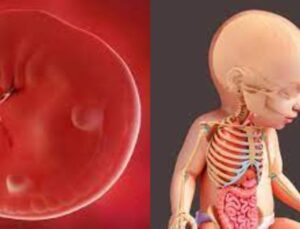 Anne Karnında Bebeğin Kafatası, İskeleti ve Kemikleri Nasıl Gelişir?