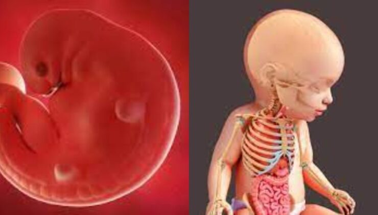 Anne Karnında Bebeğin Kafatası, İskeleti ve Kemikleri Nasıl Gelişir?