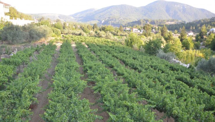 Antalya’da Üzümde Bu Yıl Yüzde Yüz Rekolte Bekleniyor