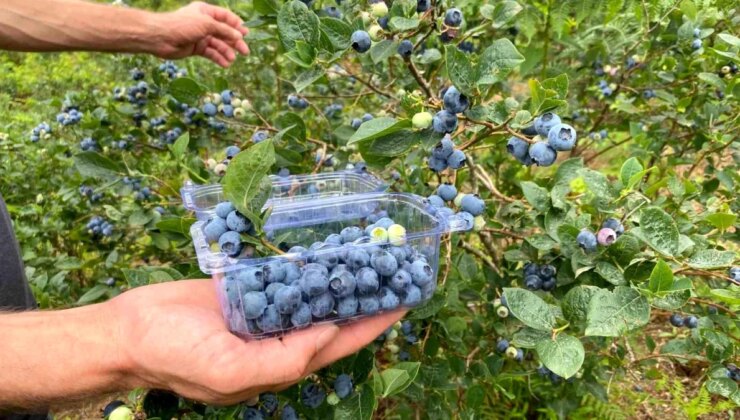 Artvin Hopa’da Yaban Mersini Hasadı Başladı