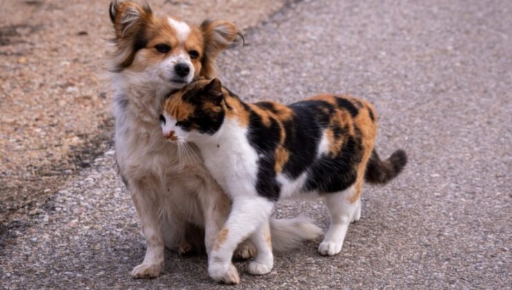 Avrupa, Barınaklardaki Kedi ve Köpeklerin Refahı İçin Yasa Tasarladı