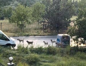 Avukat Meltem Zorba: Belediyelere Sahipsiz Sokak Köpekleri İçin Ağır Yaptırımlar Getirilmeli