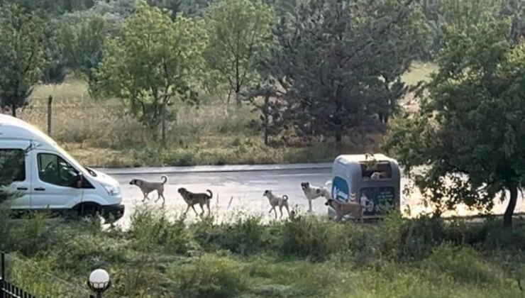 Avukat Meltem Zorba: Belediyelere Sahipsiz Sokak Köpekleri İçin Ağır Yaptırımlar Getirilmeli