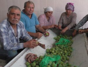 Aydın İncirinde ’İlekleme’ Aralıksız Sürüyor! Fiyatı 100 TL’ye Kadar Düştü