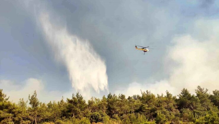 Aydın Veteriner Hekimleri Odası Başkanı: Yangından Zarar Gören Hayvanlara Destek İçin Hazırız