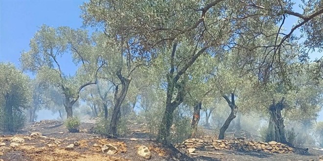 Aydın’da Zeytinlik Yangınında 30 Dönüm Alan Zarar Gördü