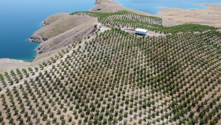 Badem Elazığ’ı Sevdi: 5 Yılda 200 Bin Fidan Yetişti