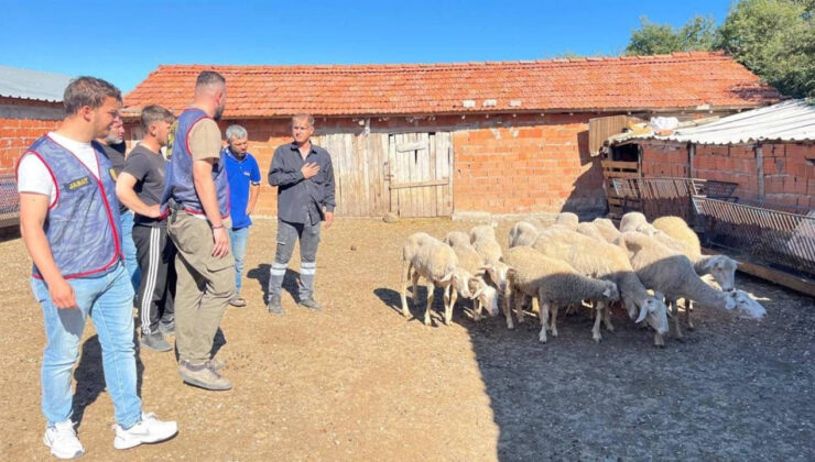 Balıkesir’de Ağıldan 16 Koyun Hırsızlığının 2 Şüphelisi Yakalandı