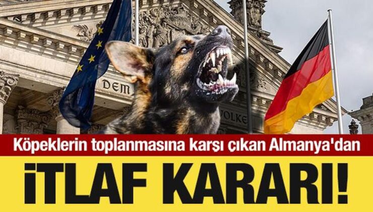 Başıboş Köpeklerin Toplanmasına Karşı Çıkan Almanya’dan İtlaf Kararı!