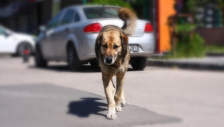 Başıboş Sokak Köpekleriyle İlgili Düzenlemede Sona Gelindi