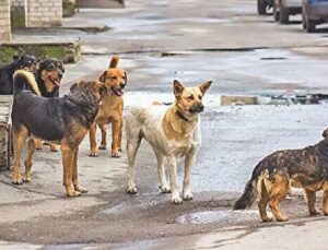 Bazı Ak Partili İsimler Direniyor İddiası! Başıboş Köpek Yasası Başka Bahara Kaldı