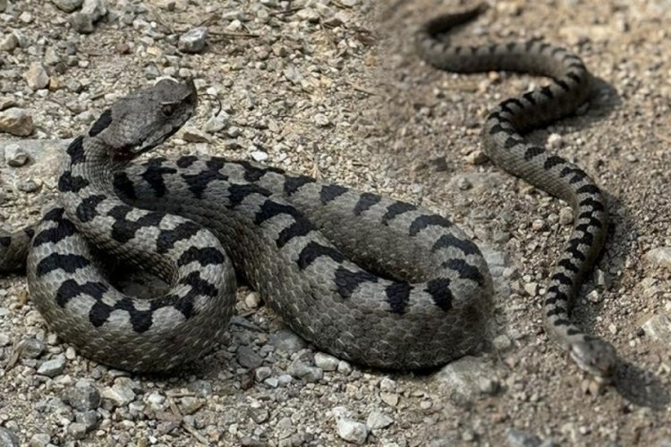 Bolu’da Dünyanın En Zehirli Yılanı Görüldü