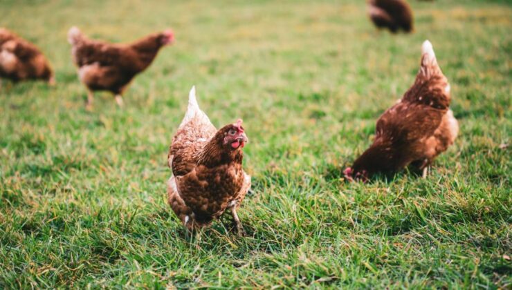 Bolu’da Kümes Yangını! 20 Bin Tavuk Telef Oldu