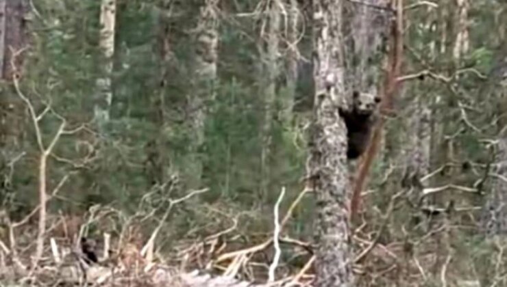 Bolu’da Vatandaşın Ayılarla Müsabakası