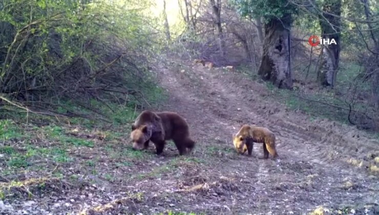 Bozayı ve Yavrusunun Yemek Arayışı Fotokapanla Görüntülendi