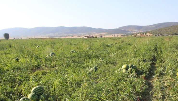 Bu Yıl Hasat 10 Gün Öne Çekildi! Tüm Bölge Coğrafik İşaretli Bu Meyvenin Lezzetini Konuşuyor