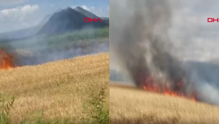 Buğday Tarlasında Panik, Nedeni Bilinmiyor! 10 Dönüm Ekili Ürün Çıtır Çıtır Yanarak Kül Oldu