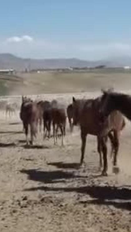 Bursa Karacabey'de milyonluk taylar görücüye çıkıyor