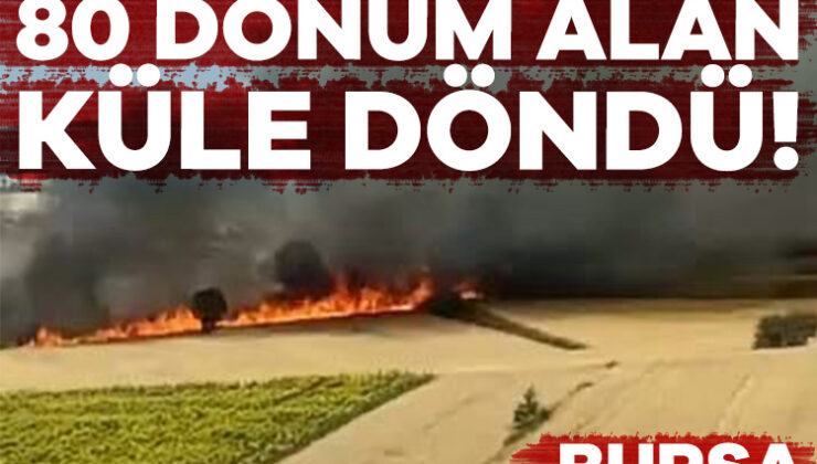 Bursa’da 80 Dönüm Alan Küle Döndü