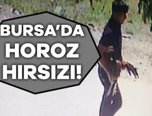 Bursa’da Çaldığı Horoz ile Koşarak Kayıplara Karıştı