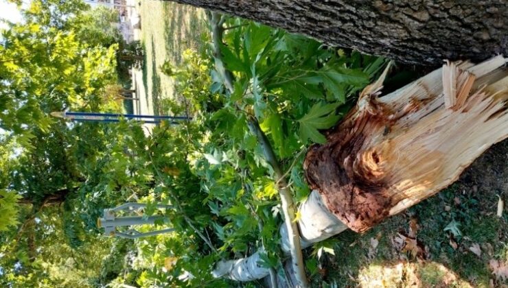 Bursa’da Facianın Eşiğinden Dönüldü! Ağaç Dalı Çocuk Parkına Devrildi