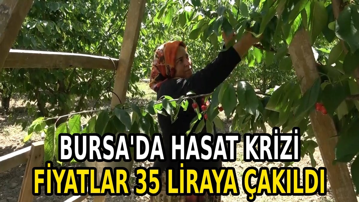 bursada hasat fiyatlari tabana vurdu ciftciler perisan tarlada kilosu 35 lira 0 BPeVz9lW