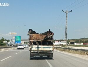 Bursa’da Kamyonetin Kasasına 5 Adet At Sığdırdı