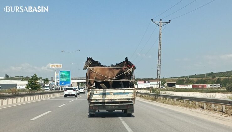 Bursa’da Kamyonetin Kasasına 5 Adet At Sığdırdı