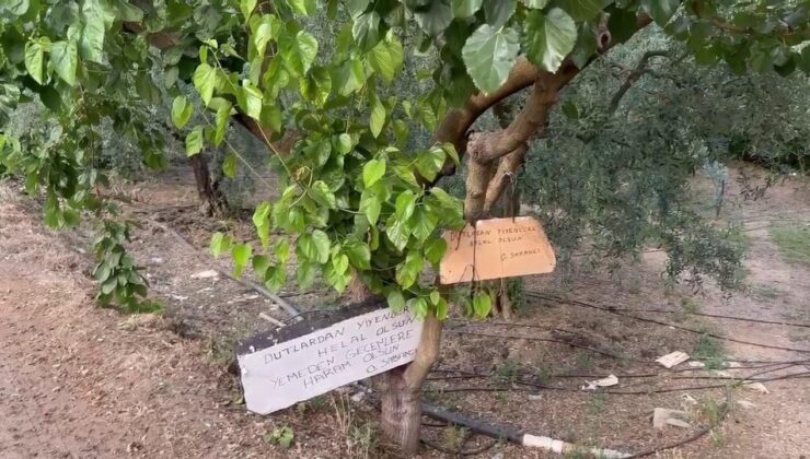 Bursalı Çiftçinin Dut Ağacına Astığı Yazıyı Görenler Duygulandı