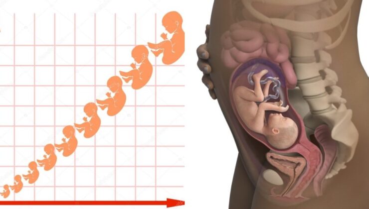 Büyüme Tablosu: Fetal Uzunluk ve Ağırlık, Hafta Hafta